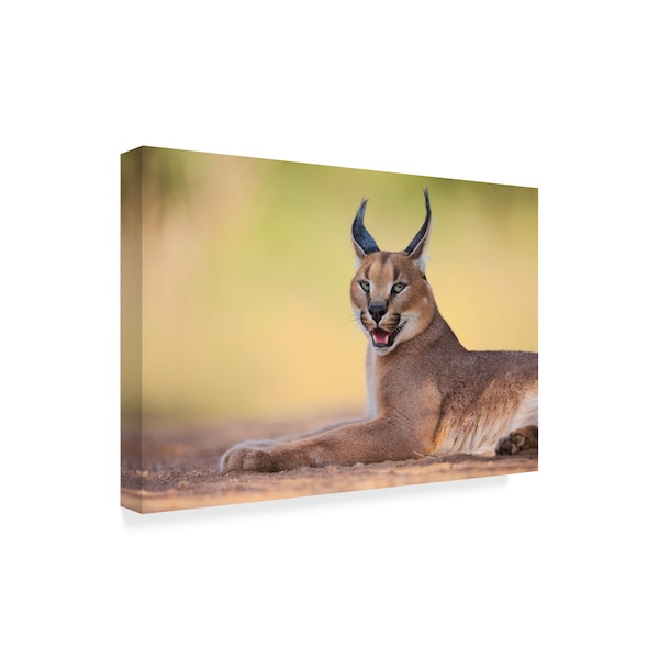 Hillebrand Breuker 'Caracal On Green' Canvas Art,30x47